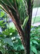 Amorphophallus konjac - ø 25 mm Amorphophallus konjac (=rivieri) | Penisplant-Voodoolelie C1