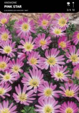 Anemone blanda ‘Pink Star’ - bol 6mm. -50 st. | Oosterse anemoon