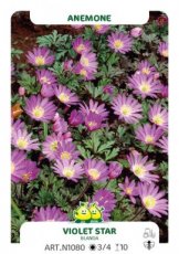 Anemone blanda ‘Violet Star’ - bol 6mm. - 50 st. | Oosterse anemoon