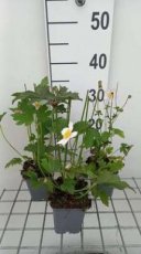 Anemone hupensis 'Rose Shades' | Herfstanemoon 50 P9