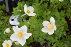 Anemone sylvestris | Bosanemoon 40 P9