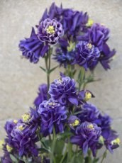 Aquilegia vulgaris 'Winky Double Blue & White' | Akelei 90 P9