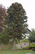 Araucaria araucana 20/25 C3 Araucaria araucana | Slangeden-Apenboom 20-25 C3