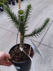 Araucaria araucana | Slangeden-Apenboom 20-25 C3