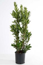 Arbutus unedo 125/150 C18 Arbutus unedo - Aardbeiboom 125-150 C18