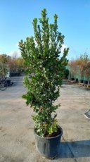 Arbutus unedo 150/175 C35 Arbutus unedo - Aardbeiboom 150-175 C35