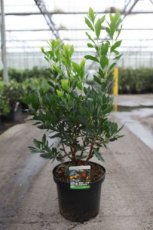 Arbutus unedo 'Compacta' 60/80 C10 Arbutus unedo 'Compacta' - Aardbeiboom 60-80 C10