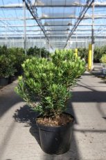 Arbutus unedo 'Mercurius'® 60/80 C10 Arbutus unedo 'Mercurius'® - Aardbeiboom 60-80 C10