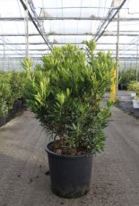 Arbutus unedo 'Mercurius'® 80/100 C25 Arbutus unedo 'Mercurius'® - Aardbeiboom 80-100 C25