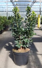 Arbutus unedo 'Peace and Love'® 60/80 C10 Arbutus unedo 'Peace and Love'® - Aardbeiboom 60-80 C10