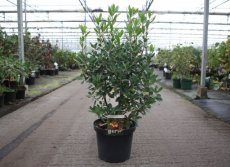 Arbutus unedo 'Roselily'® 60/80 C10 Arbutus unedo 'Roselily'® - Aardbeiboom 60-80 C10