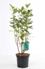 Aronia arbutifolia 'Brilliant' - Appelbes 40/60 C