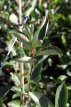 Aronia arbutifolia 'Brilliant' 40/60 C4 Aronia arbutifolia 'Brilliant' - Appelbes 40/60 C4