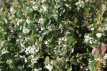 Aronia arbutifolia 'Brilliant' 40/60 C4 Aronia arbutifolia 'Brilliant' - Appelbes 40/60 C4