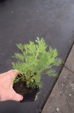 Artemisia abrotanum | Citroenkruid 100 P9