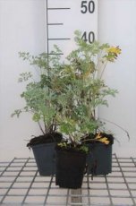 Artemisia absinthium 'Lambrook Silver' Artemisia absinthium 'Lambrook Silver' | Absint-Alsem 60 P9