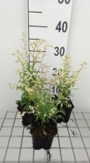 Artemisia lactiflora | Witte bijvoet 120 P9