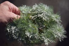 Artemisia schmidtiana ‘Nana’ Artemisia schmidtiana ‘Nana’ | Bijvoet 15 P9