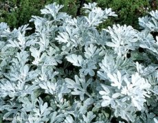 Artemisia stelleriana ‘Boughton Silver’ (= ‘Mori’s Form’) | Bijvoet 60 P9