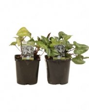 Asarum splendens 15 C1.5 Asarum splendens | Bontbladige mansoor 15 C1.5