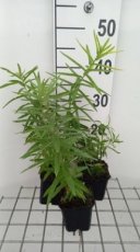 Asclepias tuberosa 'Orange' | Zijdeplant 50 P9