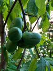 Asimina triloba 'Maria's Joy' 50/60 C5 Asimina triloba 'Maria's Joy' 50-60 C5 | Pawpaw-Prairiebanaan