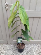 Asimina triloba 'Rebecca's Gold' 50-60 C5 | Pawpaw-Prairiebanaan