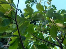 Asimina triloba 'Halvin' 50/60 C5 Asimina triloba 'Halvin' 50-60 C5 | Pawpaw-Prairiebanaan