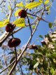 Asimina triloba 'Sunflower' 50/60 C5 Asimina triloba 'Sunflower' 50-60 C5 | Pawpaw-Prairiebanaan