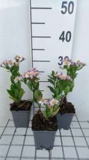Aster ageratoides 'Stardust'  | Herfstaster 40 P9