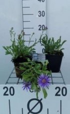 Aster alpinus 'Goliath' | Voorjaarsaster 30 P9