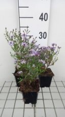 Aster cordifolius 'Blue Heaven' | Zomeraster 100 P9