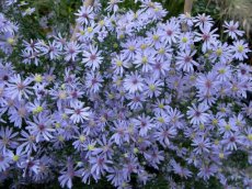 Aster cordifolius ‘Photograph’ | Herfstaster 100 P9