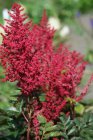 Astillbe japonica ‘Red Sentinel | Pluimspirea 50 P9