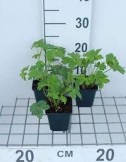 Astrantia major ‘Buckland’ | Zeeuws knoopje 50 P9