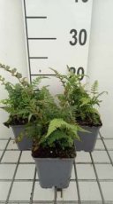 Athyrium niponicum 'Red Beauty' | Japanse regenboogvaren 60 P9