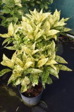 Aucuba japonica ‘Crotonifolia’ - Broodboom  30-40  C