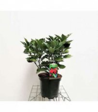 Aucuba japonica ‘Rozannie’ 40/60 C10 Aucuba japonica ‘Rozannie’ - Broodboom 40-60 C10