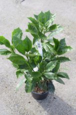 Aucuba japonica ‘Rozannie’ - Broodboom 30-40  C