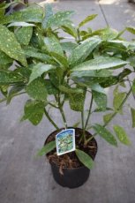 Aucuba japonica ‘Variegata’-Broodboom 30-40 C