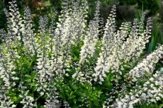Baptisia australis 'Alba' | Indigolupine-Valse indigo 120 P9