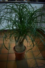 Beaucarnea recurvata(=Nolina) - PROMO | Olifantspoot 35-40 C4