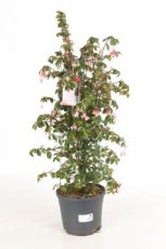 Begonia 'Fuchsiodes Rosea' - kolom 80 cm | struikbegonia