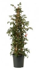 Begonia 'Fuchsiodes Red' - kolom 80 cm | struikbegonia