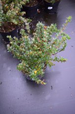 Berberis buxifolia ‘Nana’-Zuurbes  20-25  C