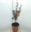 Berberis lin.'Orange King' 30/40 C5 Berberis linearifolia 'Orange King' - Zuurbes 30-40 C5