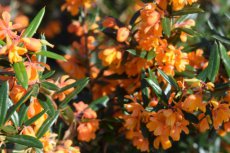 Berberis linearifolia 'Orange King' - Zuurbes 30-40 C5