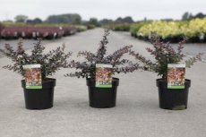 Berberis media ‘Red Jewel’ - Zuurbes - 30-40 C4