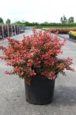 Berberis thunbergii 'Admiration'® 30/40 C10 Berberis thunbergii ‘Admiration’® - Zuurbes 30-40 C10