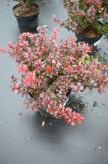 Berberis thunbergii ‘Atropurpurea  Nana’(Little Favourite)-Zuurbes  20-25  C